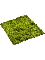 Moss sphagnum matt L100 W100 см 8EE426348