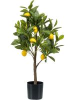 Lemon tree branched H72 см 8EE425560