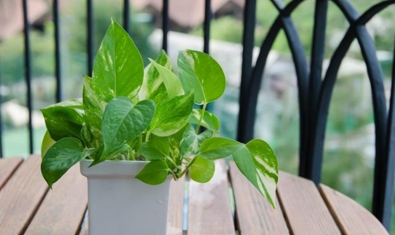 Растения, которые помогут улучшить качество воздуха в доме