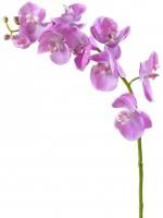 Орхидея Фаленопсис (ветвь Мидл) розово-белая 30.0611086LPK