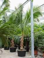 Кокосовая пальма (Кокос Нуцифера) H550 D96 см 4CONUSS02