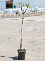 Фиговое дерево (Инжир) вариегата H155 D26 см 5FICVSV27