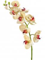 Орхидея Фаленопсис (ветвь Мидл) бледно-золотистая с бордо 30.0611086YL