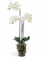 Орхидея Фаленопсис белая с землёй, корнями и мхом искусственная 10.0611066WHGL40