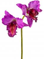 Орхидея Каттлея (ветвь) крупная тёмно-сиреневая искусственная (MDP) 30.03080092IN_MDP