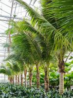 Кокосовая пальма (Кокос Нуцифера) H475 D80 см 4CONUSS03