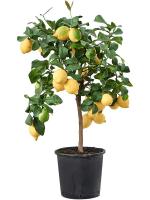 Лимонное дерево H80 D22 см 5CILERS22