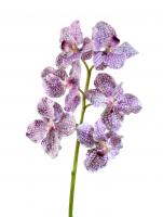 Орхидея Ванда бело-фиолетовая 30.03070050/1
