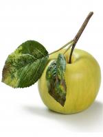 Яблоко нежно-зелёное на веточке искусственное 30.03110134YE