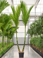 Бетелевая пальма (Арека Катеху) многоствольная H300 D50 см 4ARCAMS02