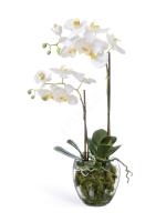 Орхидея Фаленопсис белая с мхом, корнями, землёй 10.0611066WHGL60