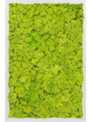 Картина из мха aluminum 100% reindeer moss (spring green) L40 W60 H6 см CMSS00347