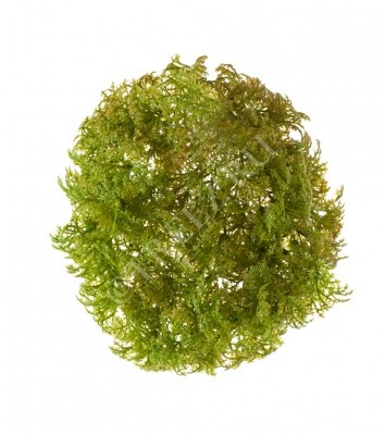 Рясковый мох (Вотер-грасс) куст светло-зелёный с коричневым искусственный 20.071617-LG