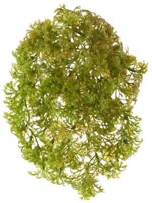 Рясковый мох (Вотер-грасс) куст светло-зелёный с коричневым искусственный 20.071617-LG