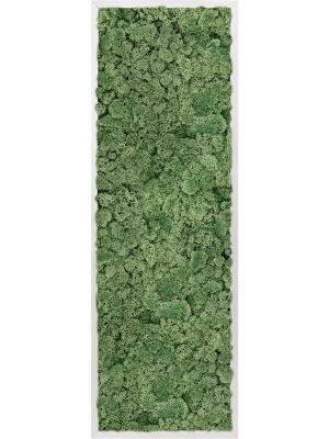 Картина из мха aluminum 100% reindeer moss (moss green) L40 W120 H6 см CMSS00336