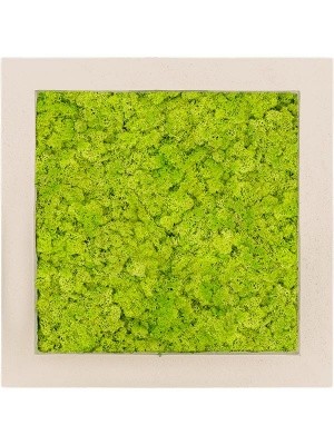 Картина из мха polystone natural 100% reindeer moss (spring green) L50 W50 H5 см CMSS00613