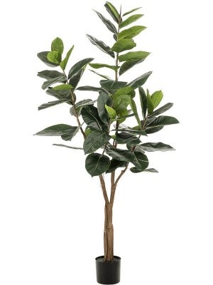 Ficus elastica branched (65 lvs.) H180 см 8EE425510