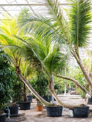 Кокосовая пальма (Кокос Нуцифера) изогнутая H475 D95 см 4CONUSS38
