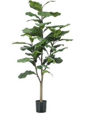 Ficus lyrata branched (39 lvs.) H120 см 8EE423970