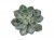 Суккулент Эхеверия Гиббифлора тёмно-зелёная припыленная искусственная 20.091612-DG