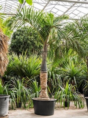 Гиофорба (Бутылочная пальма) H450 D96 см 4HYLARS30