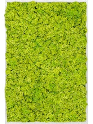 Картина из мха aluminum 100% reindeer moss (spring green) L80 W120 H6 см CMSS00382