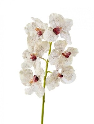 Орхидея Ванда крем с крапинами бордо 30.03070050/2