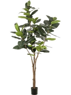 Ficus elastica branched (89 lvs.) H210 см 8EE425511