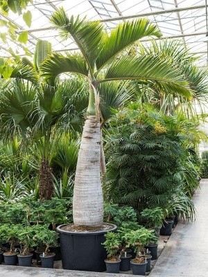 Гиофорба (Бутылочная пальма) H475 D110 см 4HYLARS12