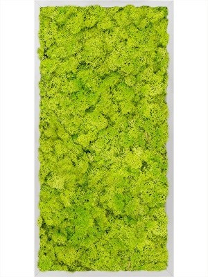 Картина из мха aluminum 100% reindeer moss (spring green) L40 W80 H6 см CMSS00353
