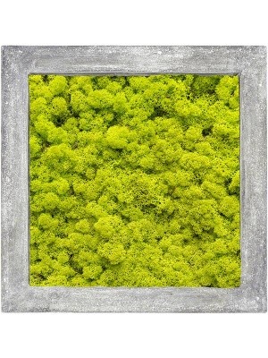 Картина из мха polystone raw grey 100% reindeer moss (spring green) L70 W70 H5 см CMSS00239