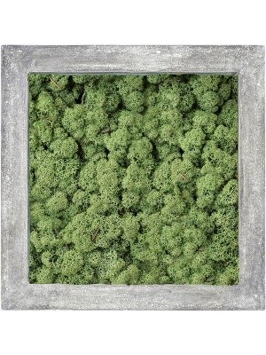 Картина из мха polystone raw grey 100% reindeer moss (moss green) L70 W70 H5 см CMSS00240