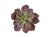Суккулент Эхеверия Гиббифлора бордово-зелёная припыленная искусственная 20.091612-RD