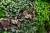 Бегония (куст) крупнолистная зелёно-бордовая искусственная 20.1069N