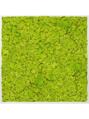 Картина из мха aluminum 100% reindeer moss (spring green) L100 W100 H6 см CMSS00317