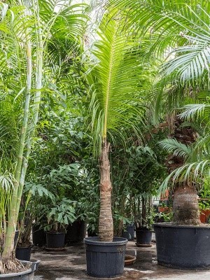 Кокосовая пальма (Кокос Нуцифера) H425 D70 см 4CONUSS09