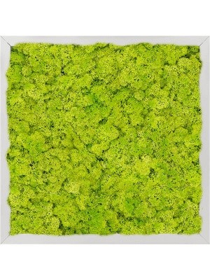 Картина из мха aluminum 100% reindeer moss (spring green) L40 W40 H6 см CMSS00341
