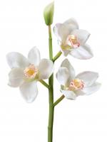 Орхидея Цимбидиум (ветвь) белая малая искусственная 30.0611084WH