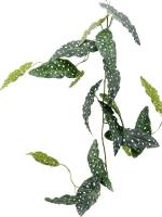 Begonia maculata branch H120 см 8EE425140