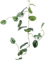 Scindapsus pictus garland green/ grey H120 см 8EE425137