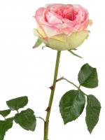 Роза Джема ярко-розовая с лаймом искусственная 30.03150254PK