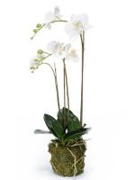 Орхидея фаленопсис белая с землёй и мхом искусственная H70 см 8NGCPHW053